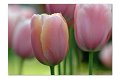 Tulpen A 06